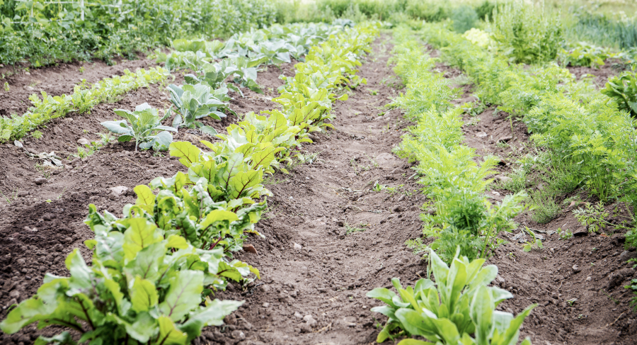 Culture maraîchère avec choux, carottes, pois, betteraves et d'autres légumes © I Stock