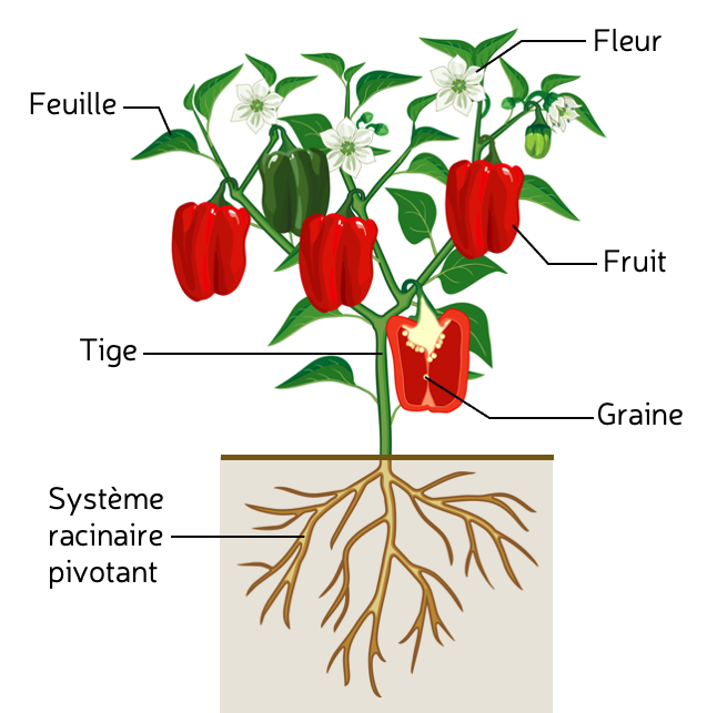Plant de poivron, infographie © Agripédia - IStock (Maria Flaya) modifié
