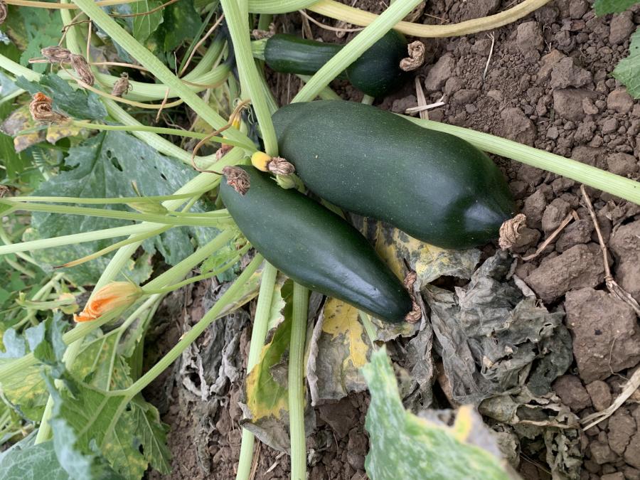 Courgettes prêtes à être récoltées, Farino © E. Bonnet-Vidal (Agripédia NC)