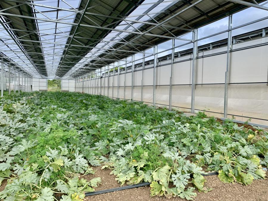 Culture de courgettes sous serre, Farino © E. Bonnet-Vidal (Agripédia NC)