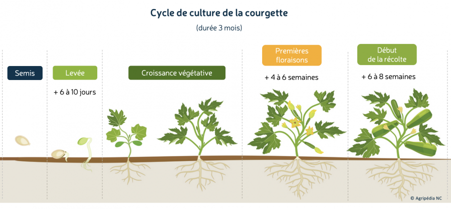 Cycle de culture de la courgette © E. Bonnet-Vidal (Agripédia NC), modifié de M. Flaya (I Stock)