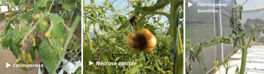 Quelques maladies de la tomate © Technopole et Phyto-One (CAP-NC)