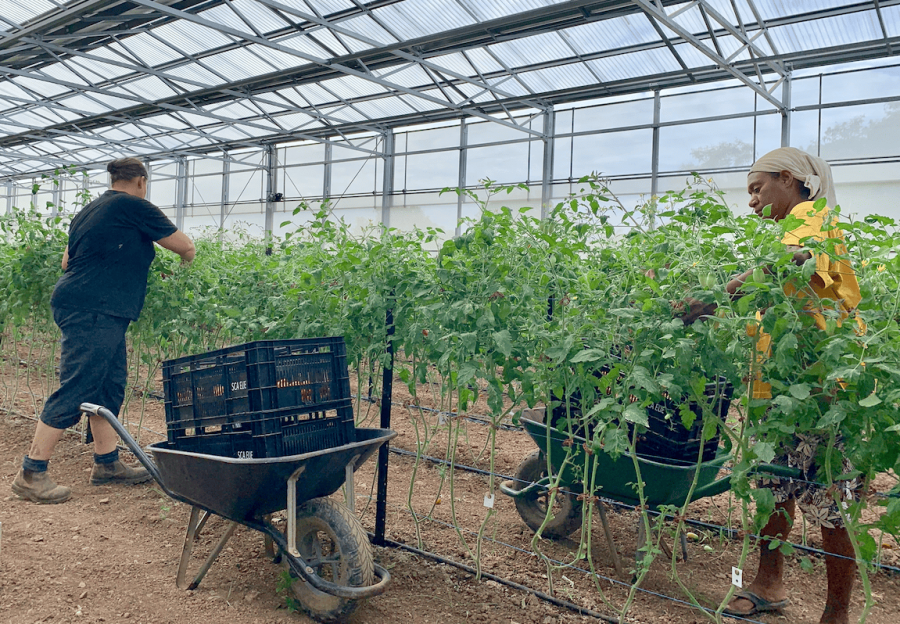 Plantation de tomate sous abri et récolte © E. Bonnet-Vidal (Lincks)