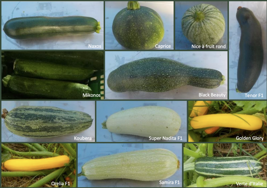 Quelques variétés de courgettes cultivées en Nouvelle-Calédonie. Photos O. Ratiarson, Technopole 2021