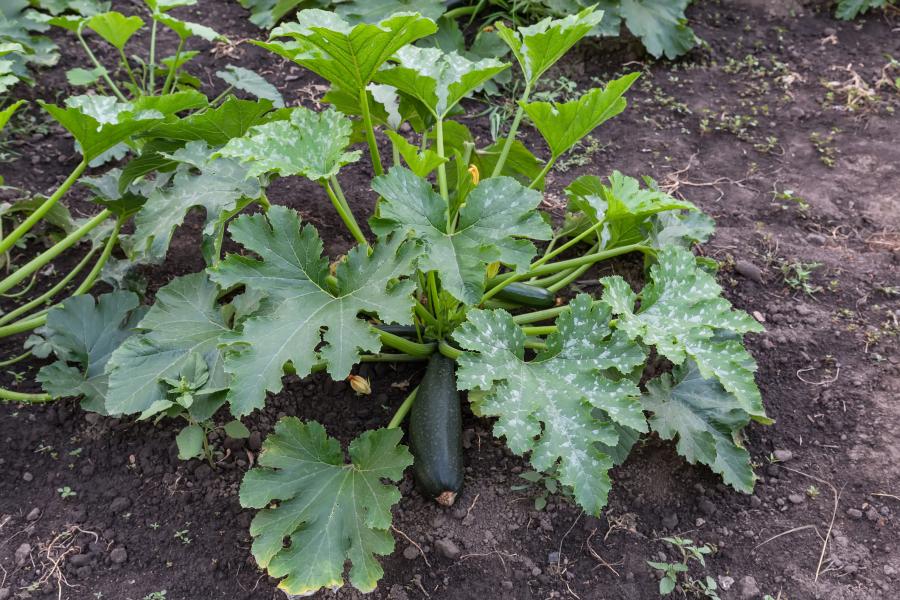 Plant de courgette avec fleurs et des fruits © I Stock