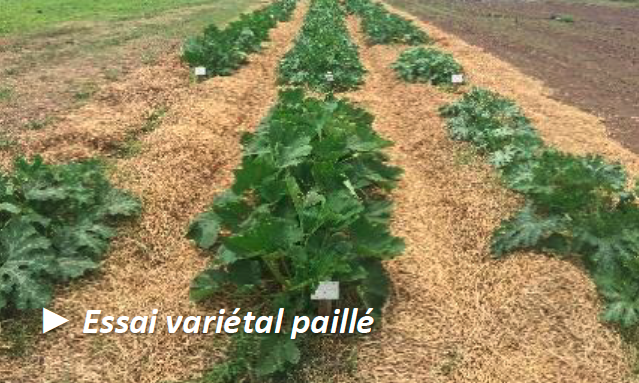 Essai variétal, culture de courgette en plein champ avec paillage © O. Ratiarson (Technopole)