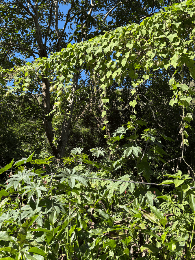 Liane de chouchoute (Sechium edule) portant des fruits blancs, en bord de route à Hienghène (Nouvelle-Calédonie). © E. Bonnet-Vidal – LINCKS & Agripédia NC