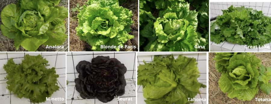 Différentes variétés de laitues testées en Nouvelle-Calédonie © O. Ratiarson - Technopole