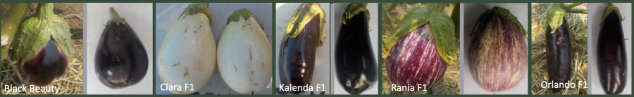 Différentes variétés d'aubergines testées en Nouvelle-Calédonie © O. Ratiarson / Adecal-Techonopole