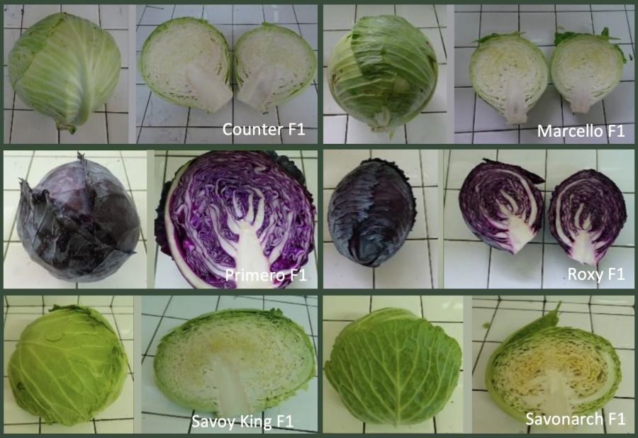 Différentes variétés de choux pommés, présentés entiers et en coupe. © O. Ratiarson / ADECAL-Technopole