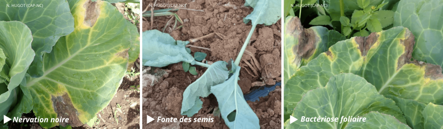 Principales maladies du chou pommé © Phyto One — CAP-NC