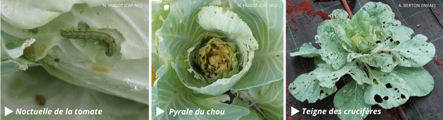 Principaux ravageurs du chou pommé © Phyto One (CAP-NC) et Ephytia (INRAE)