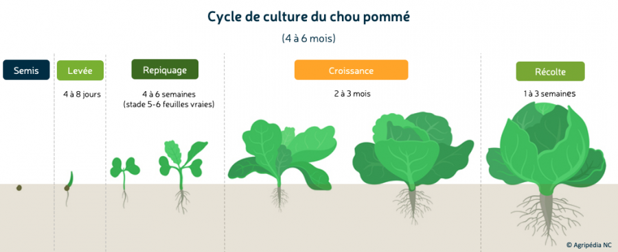 Infographie. Cycle cultural du chou pommé © E. Bonnet-Vidal (LINCKS / Agripédia NC), à partir d'une illustration d'Ilyakalinin / iStock.