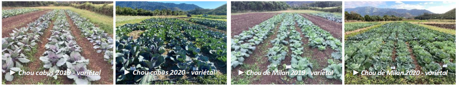 Essais variétaux de choux pommés (blanc, rouge et de Savoie) conduits par l'ADECAL-Technopole en Nouvelle-Calédonie en 2019 et 2020. © O. Ratiarson / ADECAL-Technopole