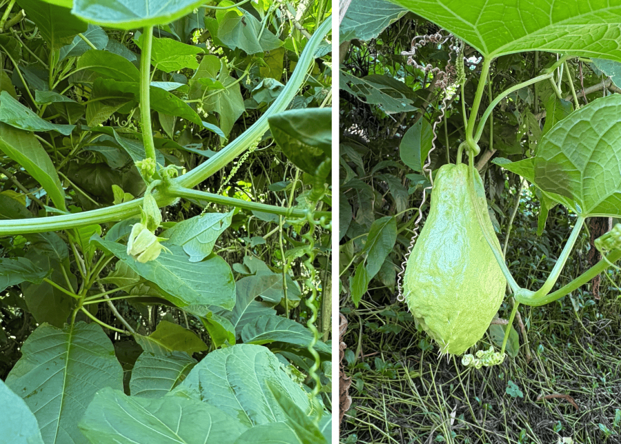 Fleur (à gauche) et fruit de la chouchoute (Sechium edule), photographiés en bord de route à Hienghène (Nouvelle-Calédonie) © E. Bonnet-Vidal – LIincks & Agripédia NC