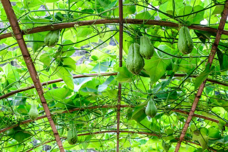 Culture de chouchoute (Sechium edule) conduite sur une tonnelle facilitant le développement des lianes, l'aération des plants et la récolte des fruits. Crédit photo : iStock.