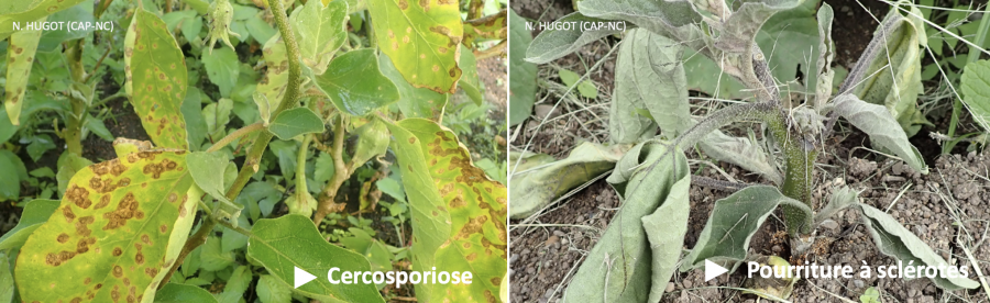 Principales maladies de l'aubergine © Phyto One — CAP-NC