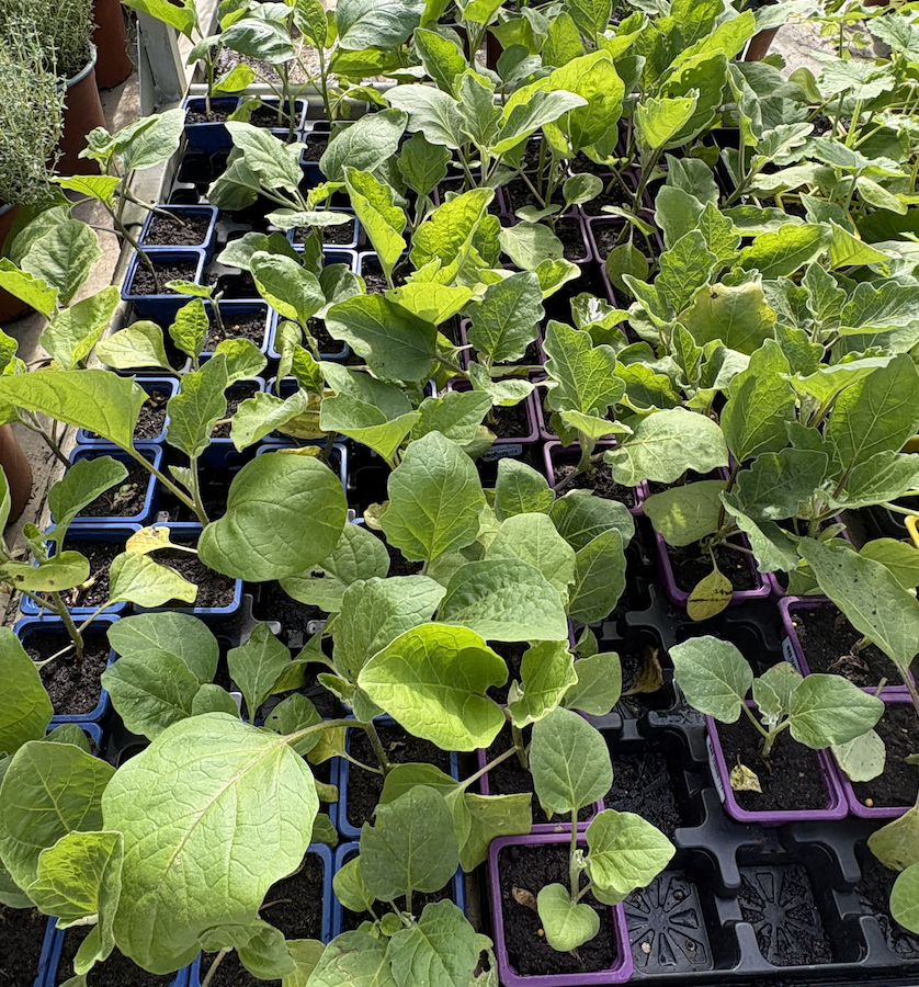 Plants d'aubergines noires et zébrées © E. Bonnet-Vidal (Agripédia NC)