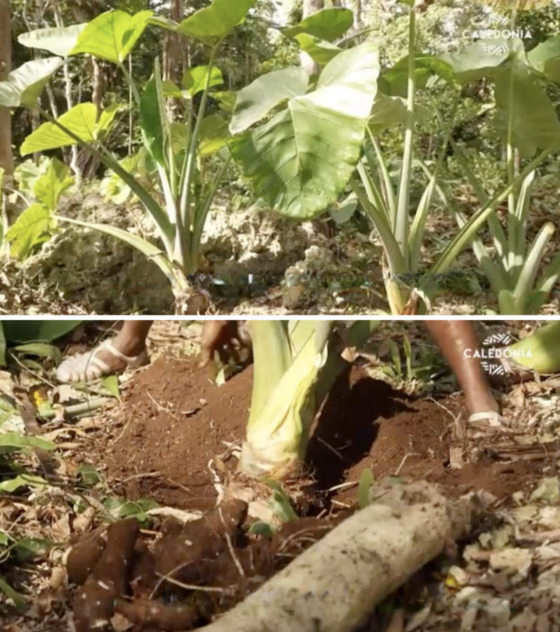 Culture et récolte du makue (taro de montagne en nengone) à Maré. Captures d'écran extraites du reportage «Le makue, taro de montagne, à l’honneur» diffusé sur Caledonia TV.