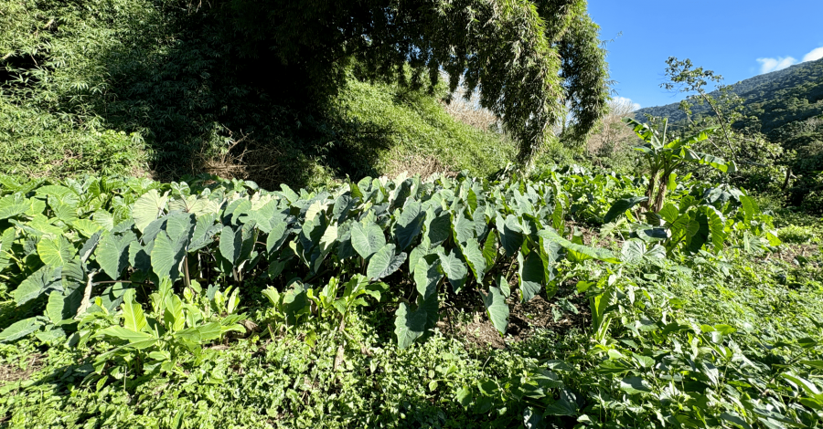 Culture de taros dans un champ vivrier à Hienghène © E. Bonet-Vidal (Lincks & Agripédia NC)