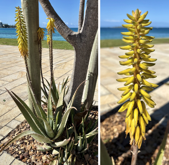 Inflorescences d'aloe vera © E. Bonnet-vidal (Lincks / Agripédia NC)