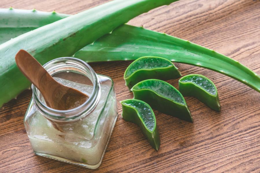 L’aloe vera, aussi appelé « plante à brûlures », est une plante médicinale couramment utilisée en Nouvelle-Calédonie © I stock