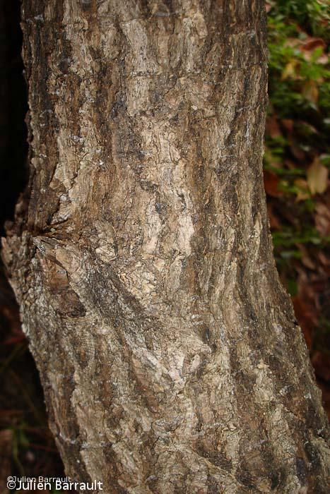 L'écorce de bois tabou (Fagraea berteroana) est utilsé dans diverses préparations médicinales traditionnnelles © J. Barrault
