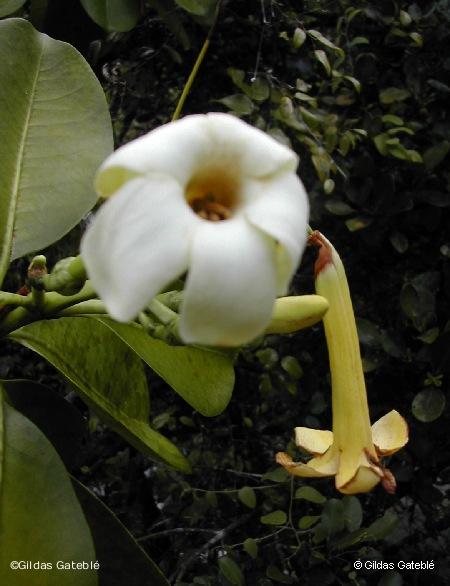 Bois tabou (Fagraea berteroana) – Détail des fleurs. © G. Gâteblé (IAC)