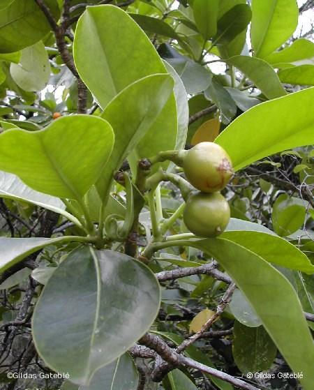 Bois tabou (Fagraea berteroana) – Détail des fruits et des feuilles. © G. Gâteblé (IAC)