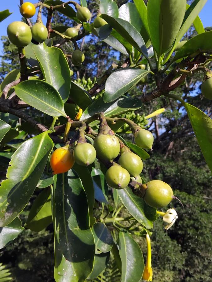Bois tabou (F. berteroa), détail des fruits © Province Sud