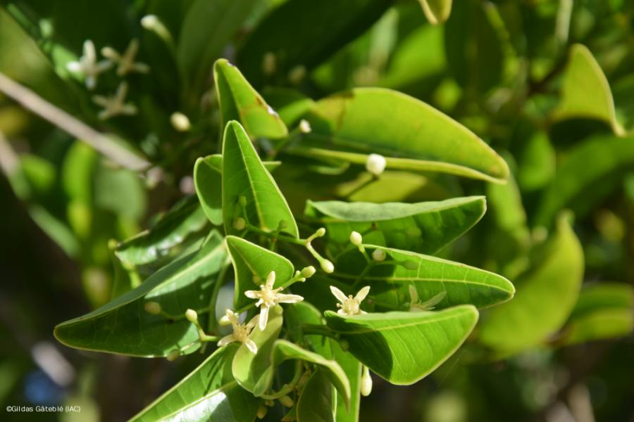 Bolé (Acronychia laevis) – Détail des feuilles et des fleurs. © Gilas Gateblé (IAC)