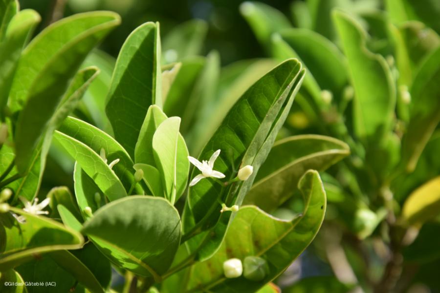 Détail des fleurs et feuilles de Bolé (Acronychia laevis) à Bélep © G. Gâteblé (IAC)