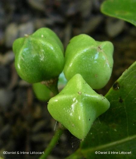 Bolé (Acronychia laevis) – Détail des fruits, dont la forme carrée est caractéristique. © Irène et Daniel Létocart (Endémia.nc)