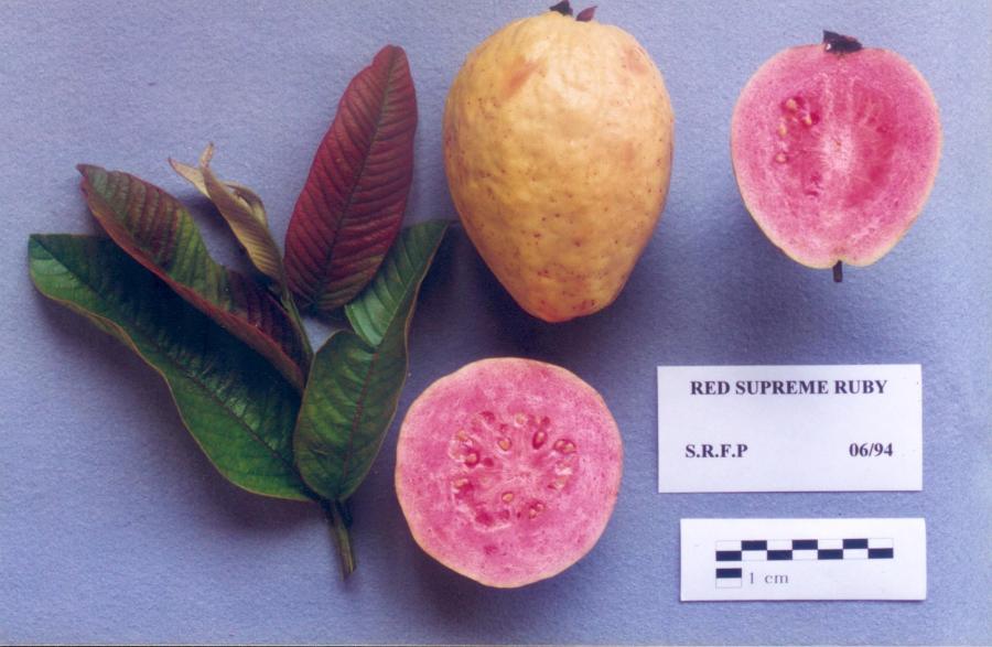 Goyave, variété Red Ruby Supreme, fruit entier et en coupes © IAC