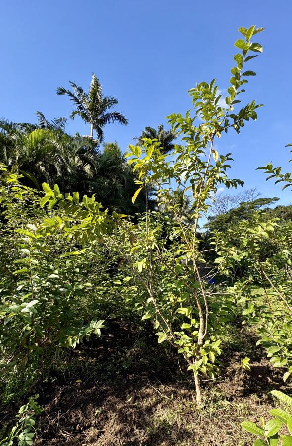 Goyavier (P. guajava), arbre entier dans un jardin fruitier à Bourail © E. Bonnet-Vidal (Lincks, Agripédia NC)