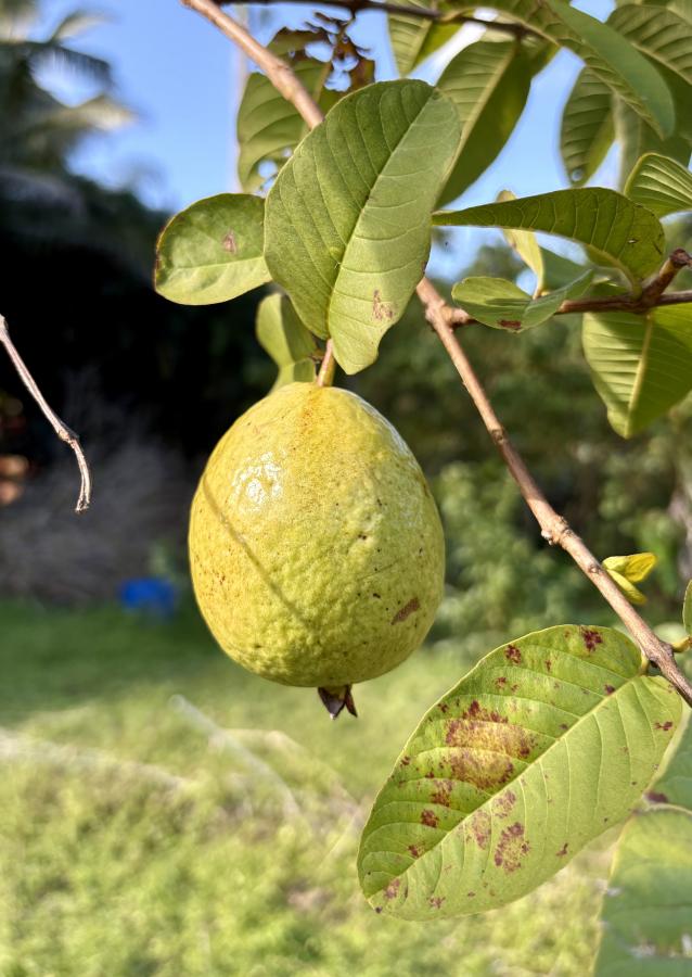 Fruit de goyavier © E. Bonnet-Vidal (Lincks / Agripédia NC)