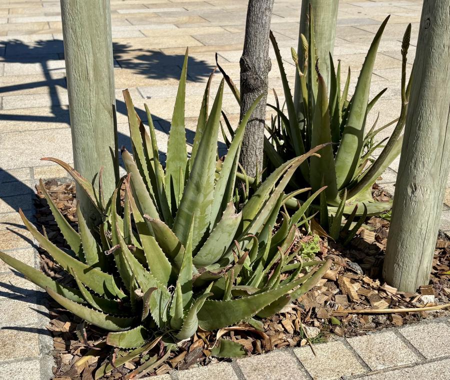 Aloe vera en bord de mer à Nouméa © E. Bonnet-Vidal (Lincks / Agripédia NC)