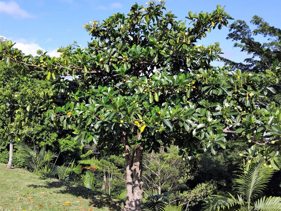 Bois tabou (F. berteroa), arbre entier avec ses fruits verts et orangés © Province Sud