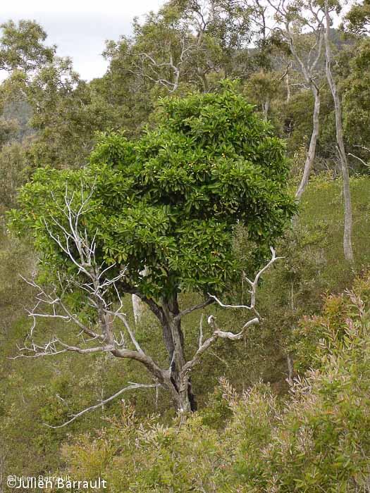 Bois tabou (Fagraea berteroana) – Arbre entier © J. Barrault