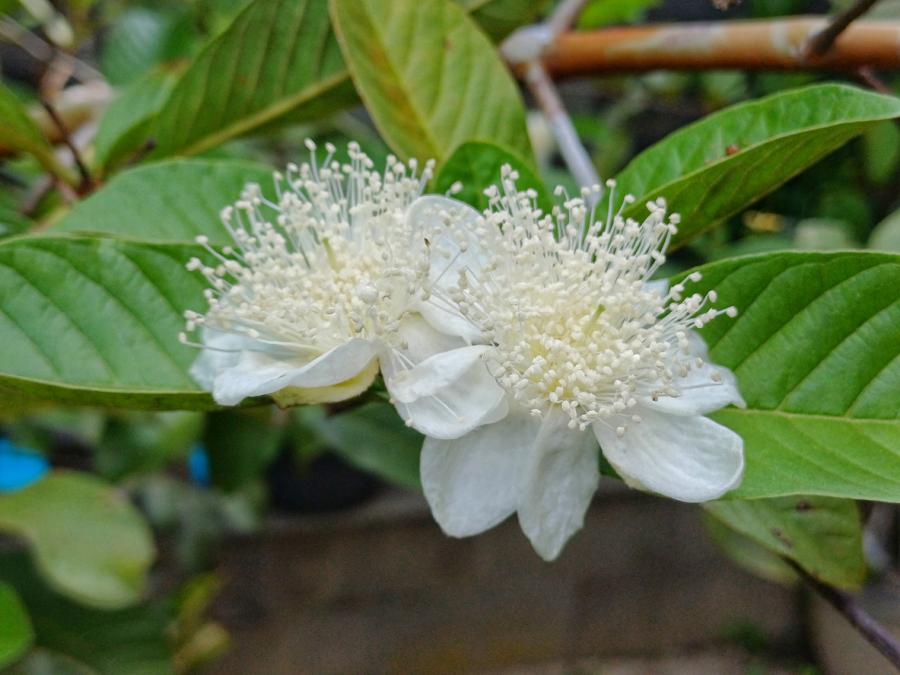 Fleurs blanches de goyavier, reconnaissables à leur touffe caractéristique de nombreuses étamines. © iStock / iikhwan rahmadi