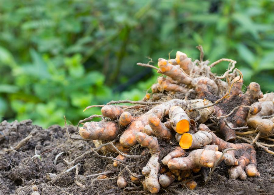 Les rhizomes du curcuma (Curcuma longa L.) constituent la principale partie de la plante utilisée en alimentation, frais ou séchés et réduits en poudre.