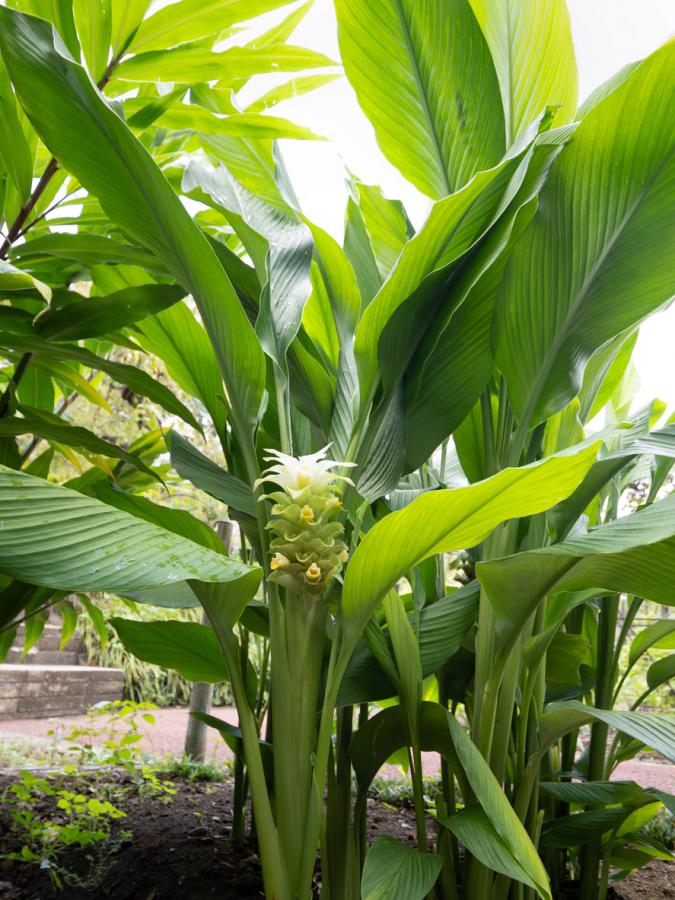 Allure générale du curcuma (Curcuma longa L.), avec ses grandes feuilles dressées et son inflorescence caractéristique. © iStock / y-studio.