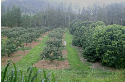 Parcelle litchis avant (16 janvier 2003) le passage du cyclone Erica. A gauche arbres taillés depuis 2000, à droite témoins non taillés du même âge de 14 ans (F. Mademba-Sy).
