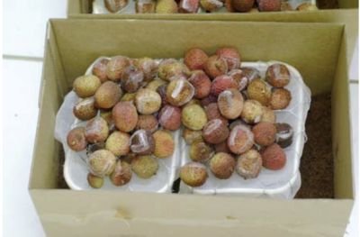 Mise en émergence des fruits après traitement de 12 jours à 1°C (S. Cazères).