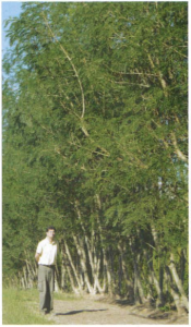 Photo 3 - Tarramba âgés de 3 ans (F. Mandemba-Sy, SRFP).