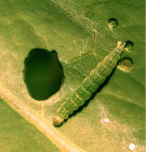 Chenille