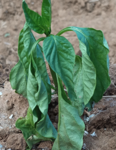 Flétrissement d'un jeune plant de poivron lié à une attaque de fonte des semis © N. Hugot , CAP-NC (Phyto-One)