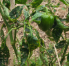 Attaque de cercosporiose sur poivron © A. Robelin, CAP-NC (Phyto-One)